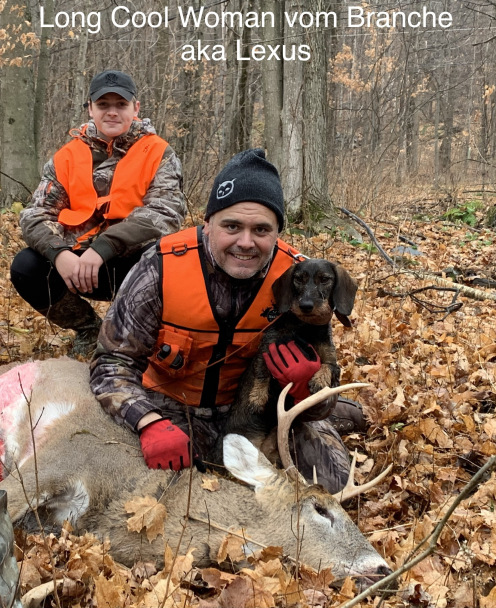 Working Teckel deer ecovery