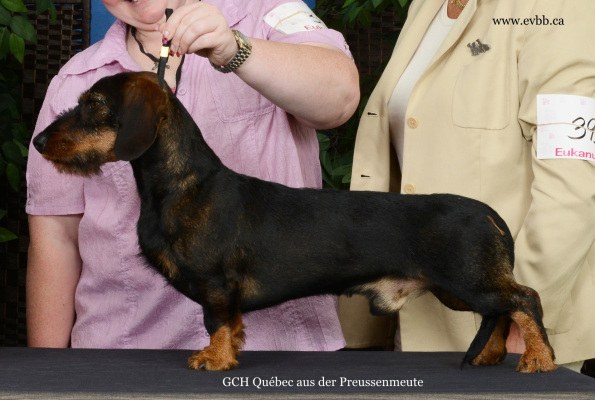 standard wire-haired dachshund