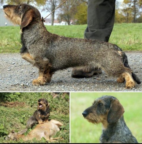 German wire haired working Teckel