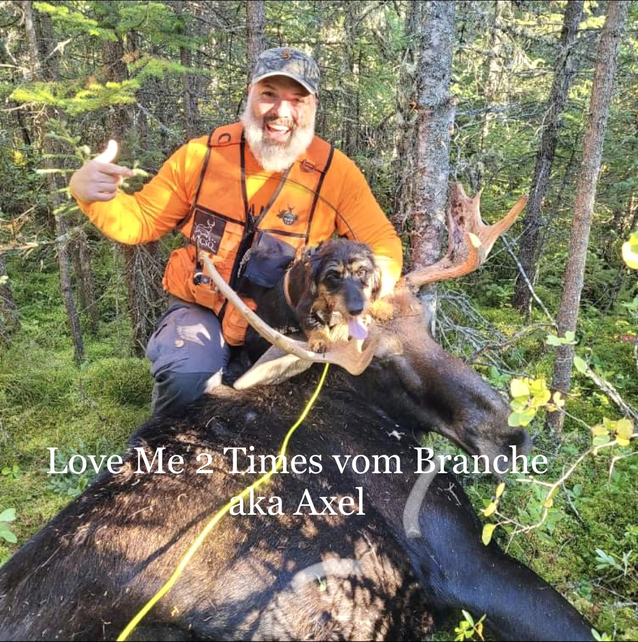 Bloo tracking dog on a bear